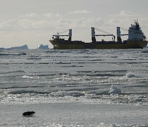 A big yellow ship surrounded by dense sheets of sea-ice. A penguin can be seen on the ice in the forground and icebergs in the background.