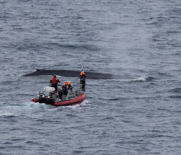 Three people in a 6 metre boat, one standing on the bowsprit, approach a surfacing 30 metre-long Antarctic blue whale.