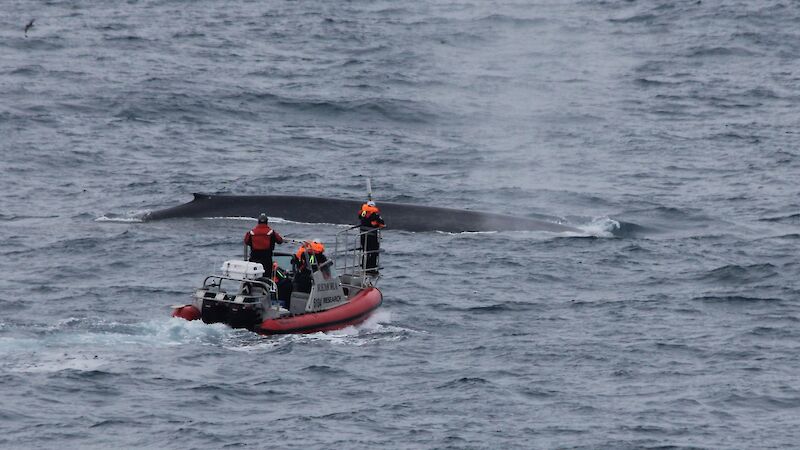 Three people in a 6 metre boat, one standing on the bowsprit, approach a surfacing 30 metre-long Antarctic blue whale.