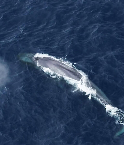 An aerial view of and Antarctic blue whale swimming near the ocean's surface.