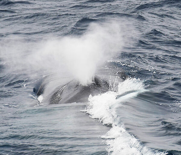 A blue whale blowing air from its nostrils.