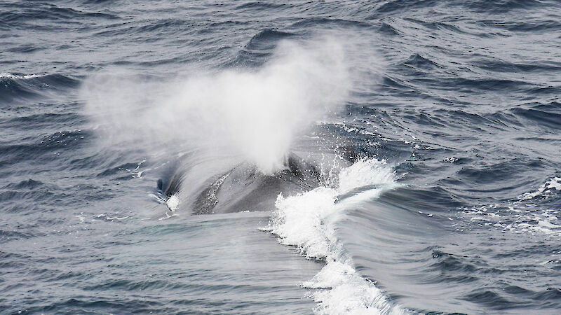 A blue whale blowing air from its nostrils.