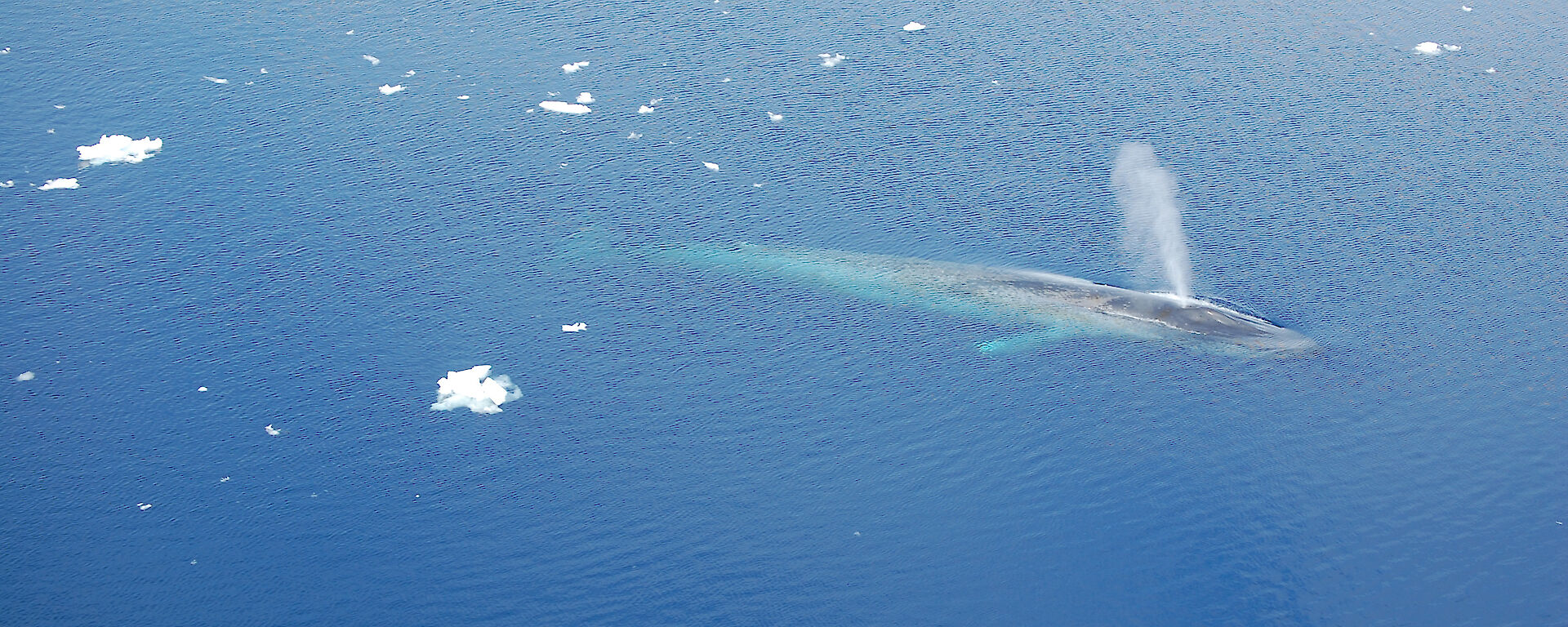 An aerial view of an Antarctic blue whale blowing air and water from its nostrils.