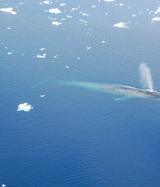An aerial view of an Antarctic blue whale blowing air and water from its nostrils.