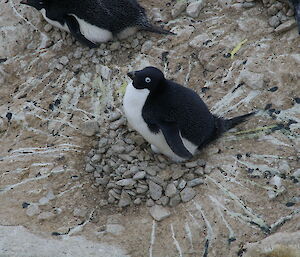 An adelie penguin on a rocky next surrounded by streaks of guano.