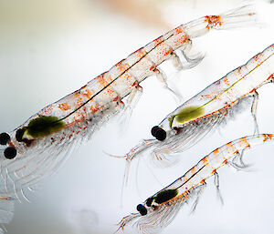 Close-up of 3 Antarctic krill