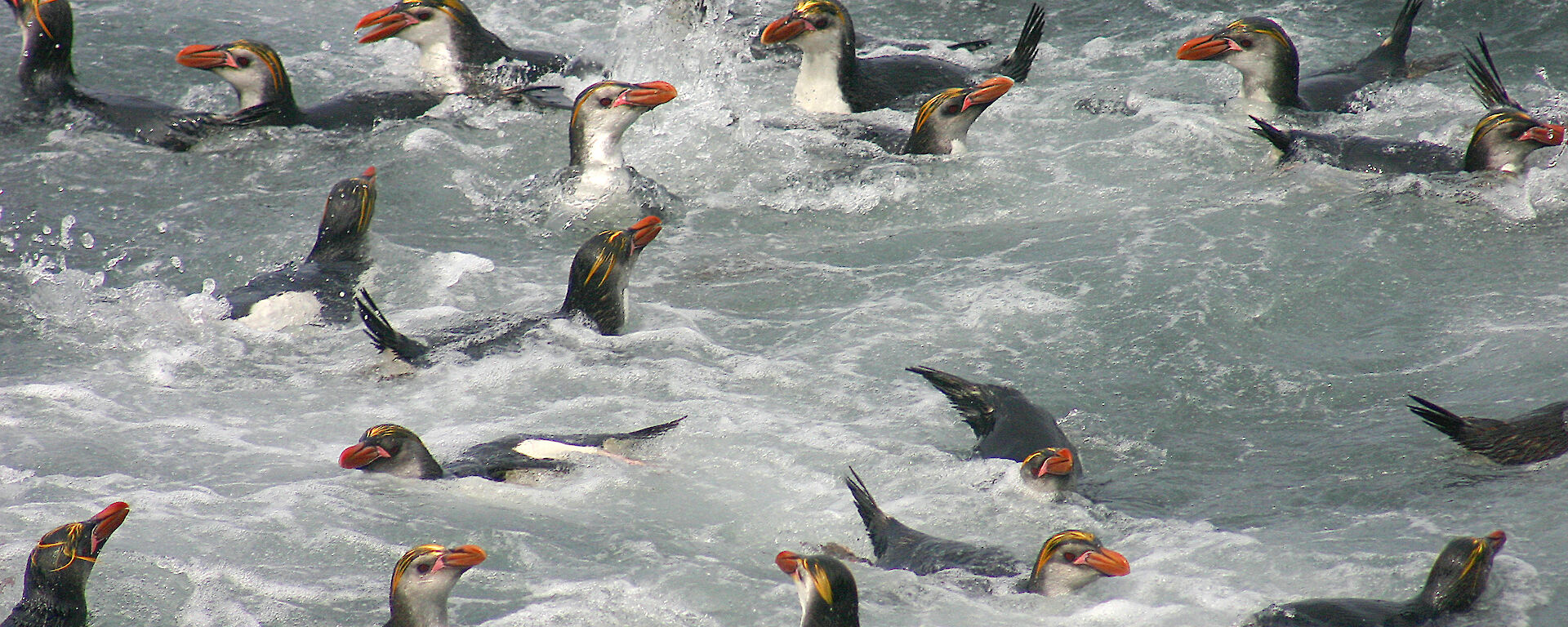 A group of about 20 royal penguins swimming in the water