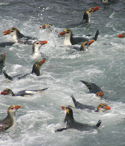 A group of about 20 royal penguins swimming in the water