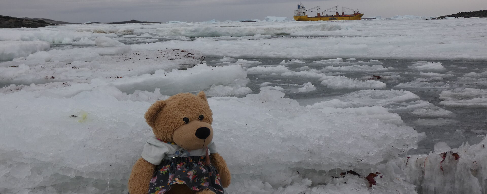 A teddy bear sitting on some sea-ice with a yellow cargo ship in the background