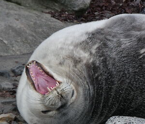 A seal lying on its back letting out a huge yawn