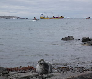 A small grey seal lying on its side with its flipper in the air. The sea and a large yellow ship and two smaller vessels can be seen in the background.