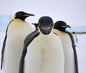 A close up of three emperor penguins in front of a large colony