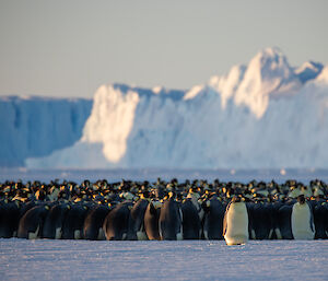 A large colony of black and white penguins stand in front of a large iceberg