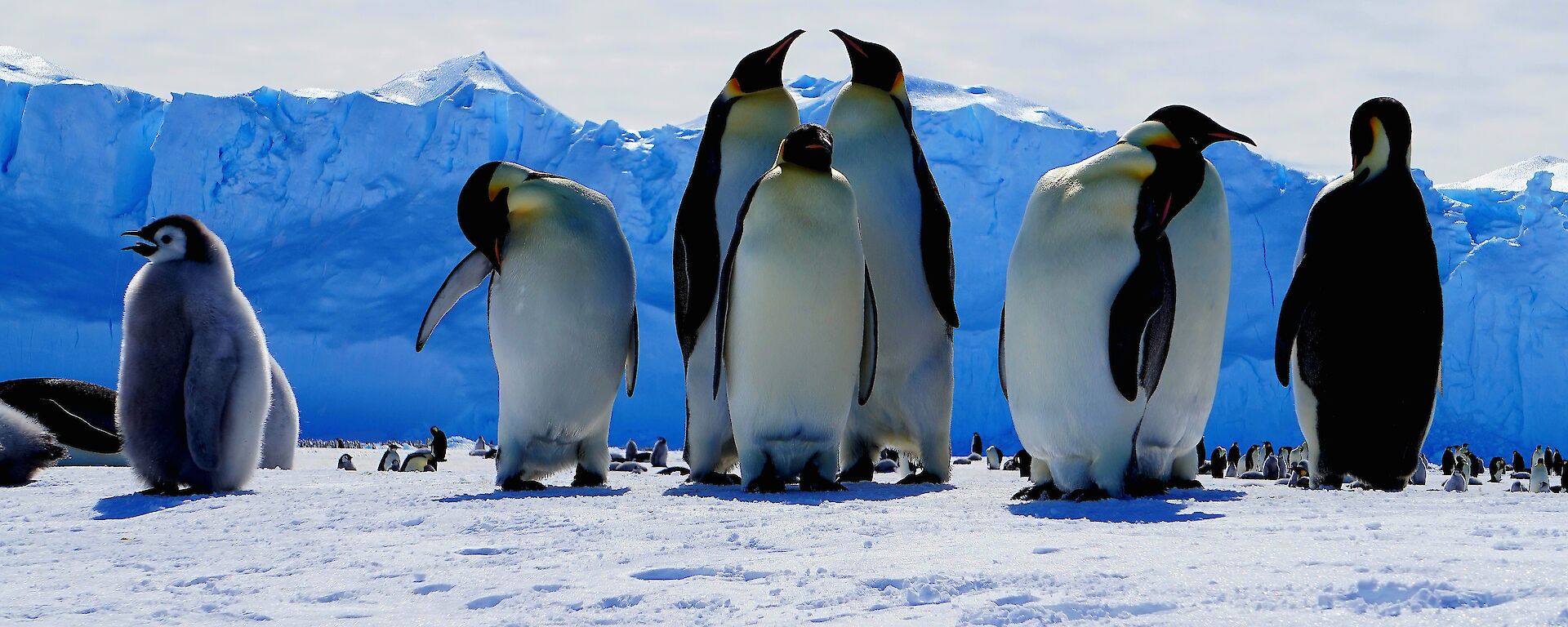A group of penguins stand on the sea ice