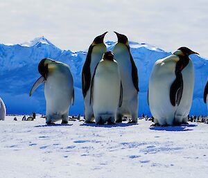 A group of penguins stand on the sea ice