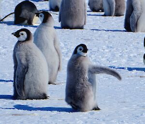 A group of fluffy grey penguins stand on the sea ice