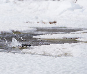 A penguin pops out of the water to land on the frozen sea ice