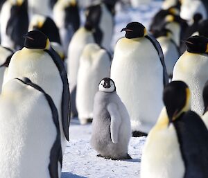 A small fluffy grey penguin stares at the camera amidst a large colony