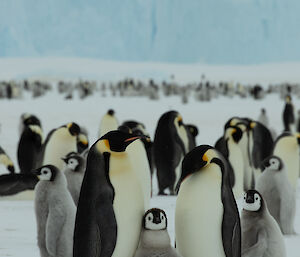 A fluffy grey chick stands with wings out between two larger emperor penguins