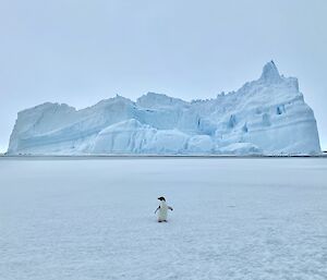 A lone penguin stands in front of a large iceberg
