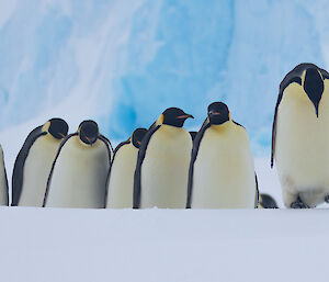 A group of penguins march up a small hill on the sea ice