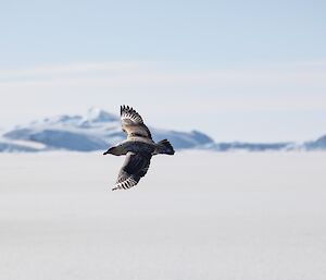 A brown bird flies over the sea ice with icebergs in the background