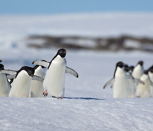 A group of penguins waddle over a small hill on the sea ice