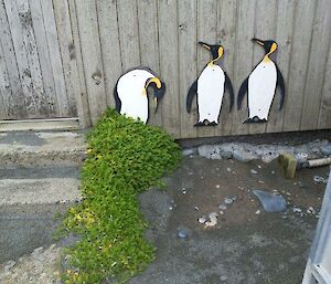 Three painted wooden penguins are attached to an outside wall of a timber building