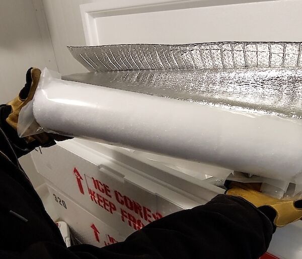A person holds a metre long ice core near a freezer