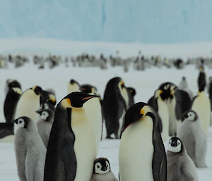 A group of penguins stand on the sea ice in front of an ice berg