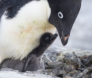 A penguin chick hides on it's parent's feet to keep warm