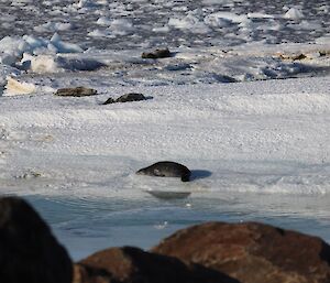 Seals relax on snow and ice near the water's edge