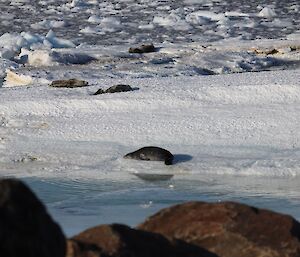 Seals relax on snow and ice near the water's edge