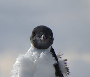 A penguin looks intently at the camera