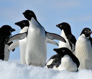 Five penguins standing on the snow with a penguin in the front lying on its belly.