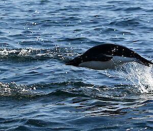 A penguin mid-flight whilst diving out of the water.