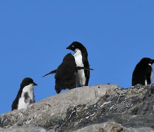 A fluffy penguin chick on a rock with its wings outstretched and its beak pointed up at another penguin, with malting penguins either side.