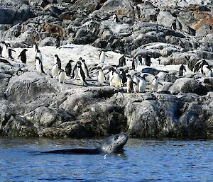 A spotted leopard seal swimming with its head raised out of the water, with a colony of penguins looking on in the background on land.
