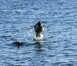 A penguin head on diving out of the water mid-air, with a penguin to the left underwater with just its head visible.