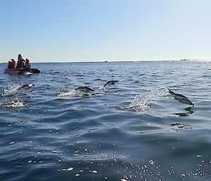 Four penguins diving above water, whilst five people in an inflatable red boat look on in the background.