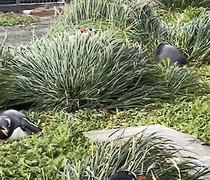 Penguins hide in the grass as the wind blows around them