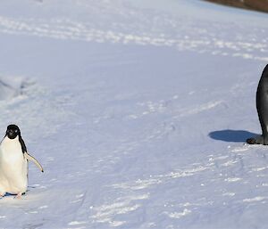 Two penguins on snow