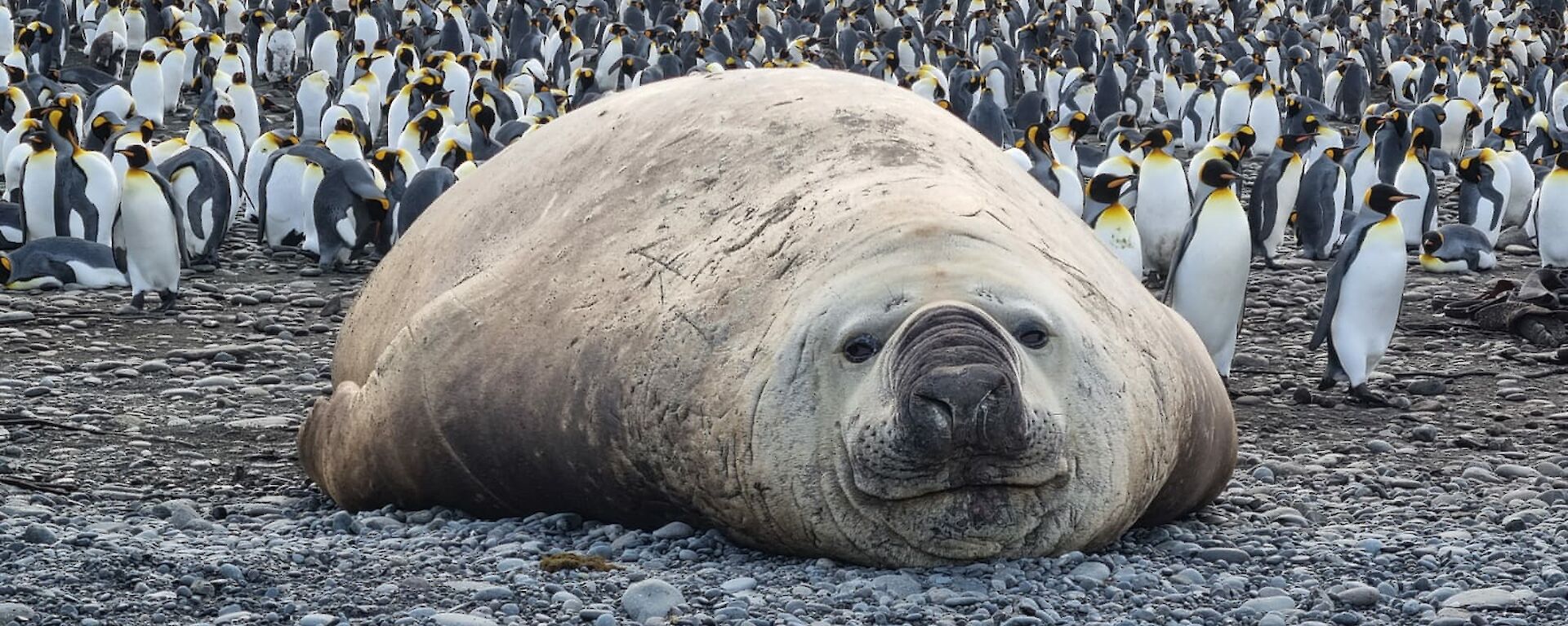 A large brown elephant seal lies on a grey shoreline surrounded by hundreds of penguins