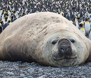 A large brown elephant seal lies on a grey shoreline surrounded by hundreds of penguins