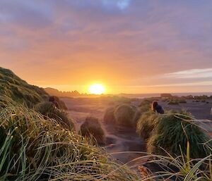 The sunrise is seen from amidst the grassy tussocks on a sandy beach