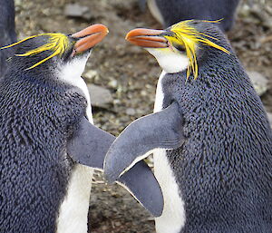 Two penguins cross flippers as they stand side by side