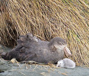 An adult bird sits near a grassy tussock with a fluffy chick