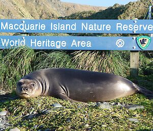 A sign saying Macquarie Island Nature Reserve World Heritage Area has a seal lying in front of it