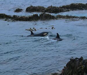 Two orcas are visible in the water near rocks and seaweed