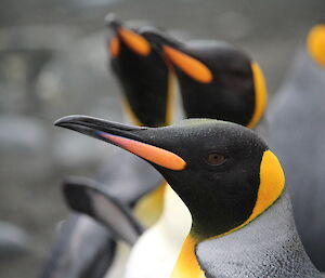 Head shot of penguins with distinctive black and gold markings